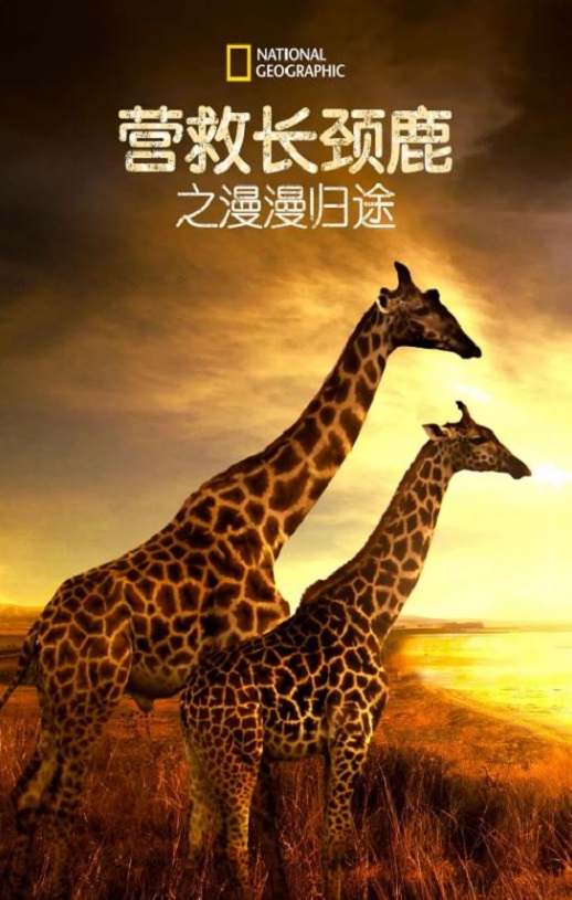<b><font color='#FF0000'>营救长颈鹿之漫漫归途</font></b>