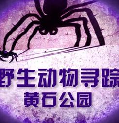野生动物寻踪