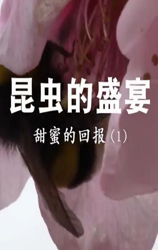 <b><font color='#FF0000'>昆虫的盛宴</font></b>